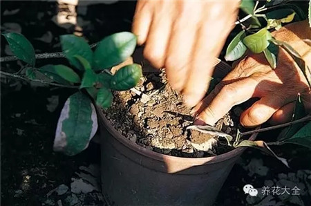 將枝條用土壤覆蓋住