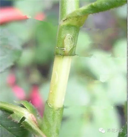 選取1~3年生的枝條