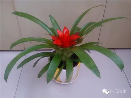 草木灰能增強(qiáng)抵抗性