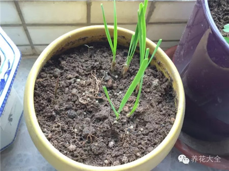 草木灰可以防止傷流