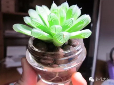 玉露水培的注意事項(xiàng)