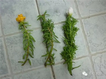 太陽(yáng)花插穗