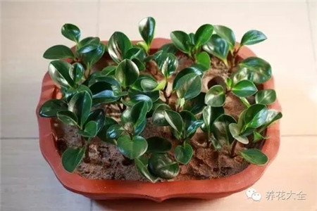 豆瓣綠莖稈扦插