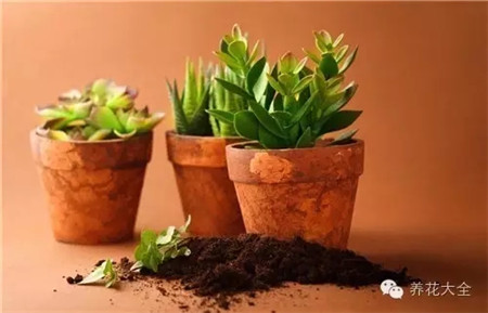 抗旱，減少水分蒸發(fā)