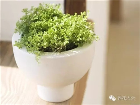 助長(zhǎng)，促進(jìn)盆花旺盛