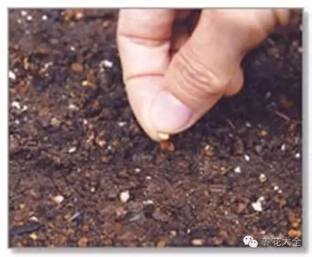 播下種子