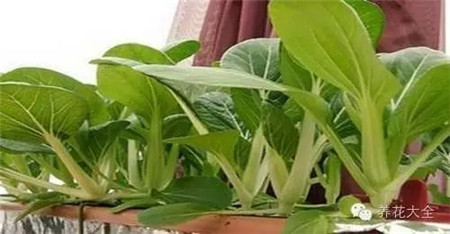 第四步、日常管理