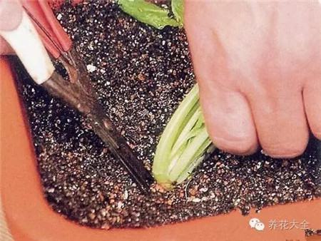 可以進(jìn)行采收