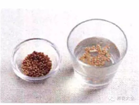 一、選擇播種或育苗