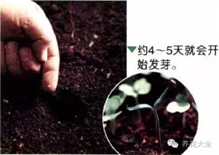 A、點(diǎn)播種子