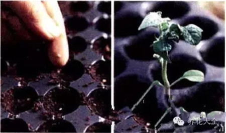 B、穴盤育苗