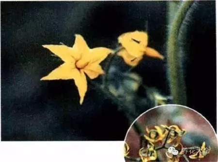 五、開花結(jié)果