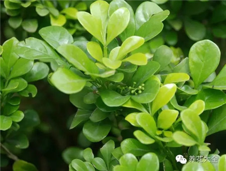 定性與定量的澆水