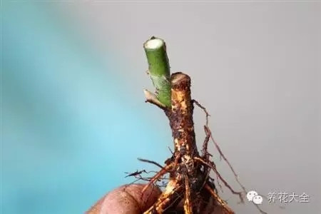 砧木及接芽的選擇