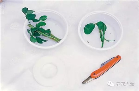 嫁接材料準(zhǔn)備