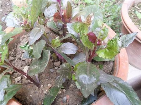 紅背菜扦插注意