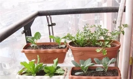 基質(zhì)和肥料的講究