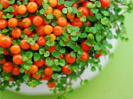 珍珠橙養(yǎng)護(hù)方法