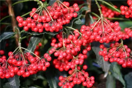 富貴籽果實(shí)