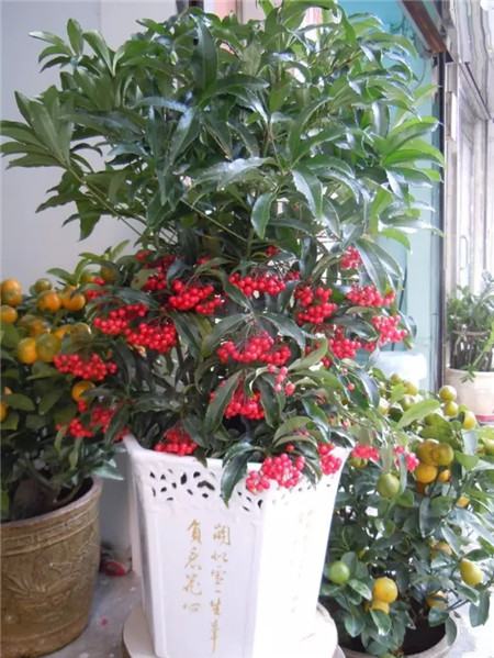 富貴籽養(yǎng)護(hù)方法