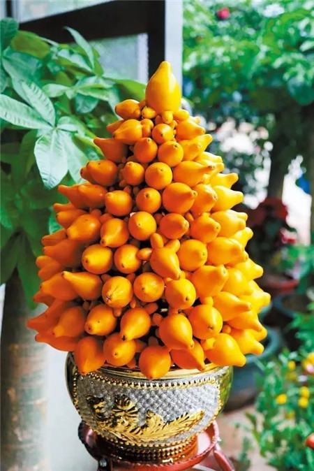 黃金果養(yǎng)殖方法