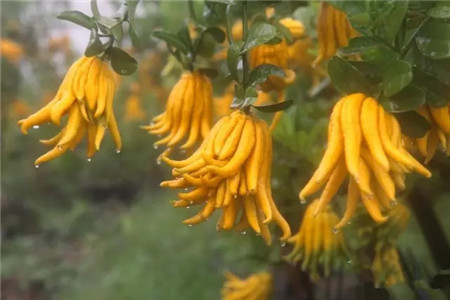 佛手柑果實(shí)