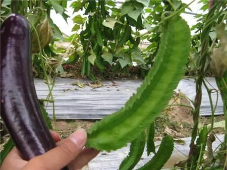 四棱豆養(yǎng)護(hù)方法