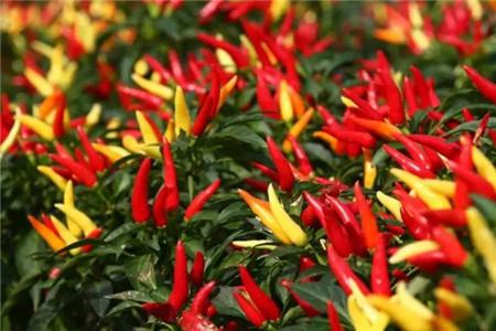 觀賞辣椒圖片