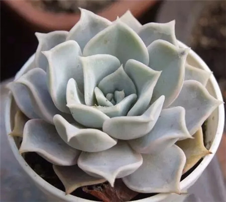 蓮花屬多肉圖片