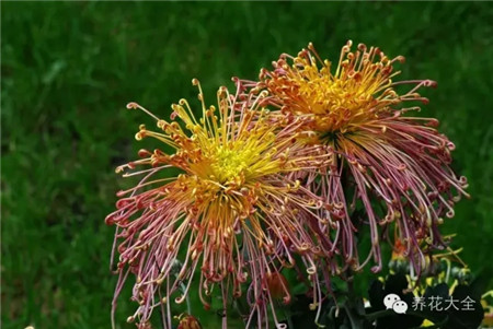 半耐寒花卉，能忍受-5℃低溫