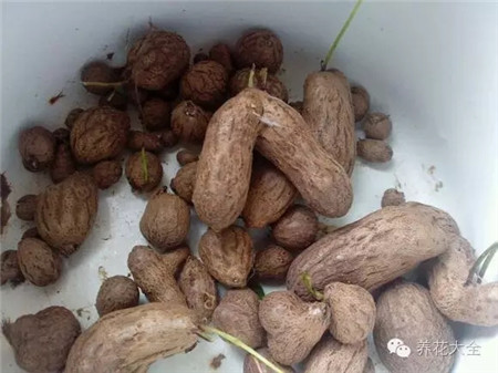 把山藥豆放在盆里