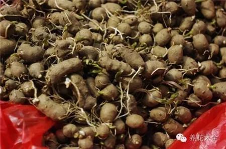 山藥豆就會(huì)發(fā)芽