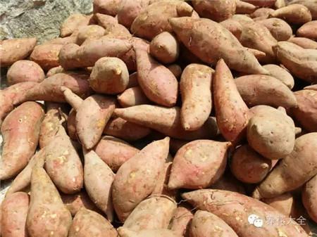 挑紅薯（地瓜）