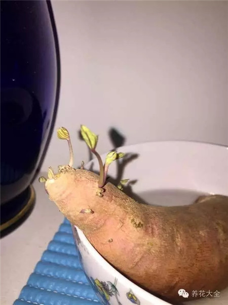 長(zhǎng)出小芽