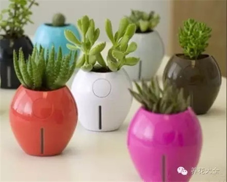 自動(dòng)澆水的花盆