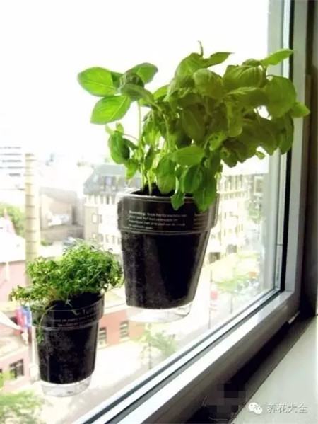 可以吸在玻璃窗上的創(chuàng)意花盆