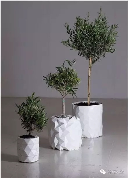 會(huì)長大的花盆