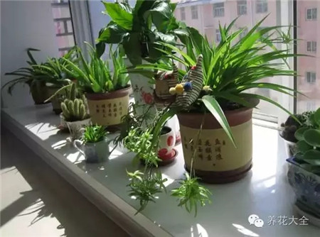 冬季暖氣房養(yǎng)花