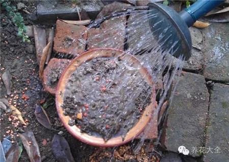 家庭養(yǎng)花多久澆一次水