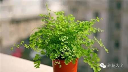 哪些植物適合放在衛(wèi)生間