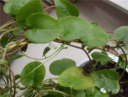 葉子茂盛，花蕾少，不開花咋回事？