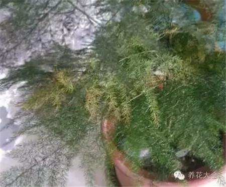 葉片出現(xiàn)黃色的斑點(diǎn)咋回事？