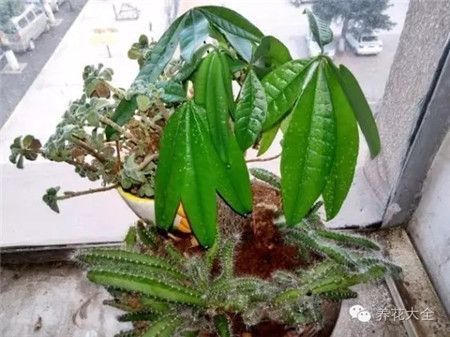 葉片下垂，葉色變淺怎么回事？