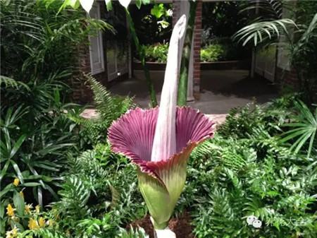 尸花——印度尼西亞