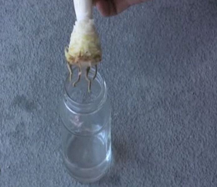 生根的菠蘿鴨苗