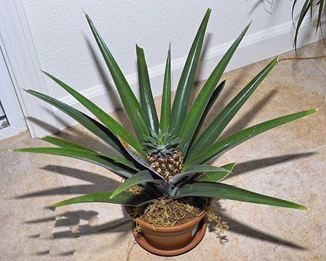 植株長(zhǎng)新的菠蘿