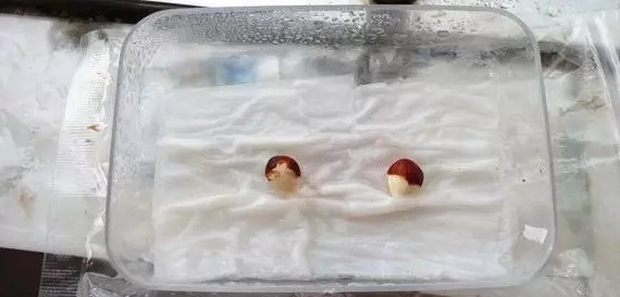 桃核紙巾催芽