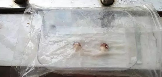 散射光下發(fā)芽