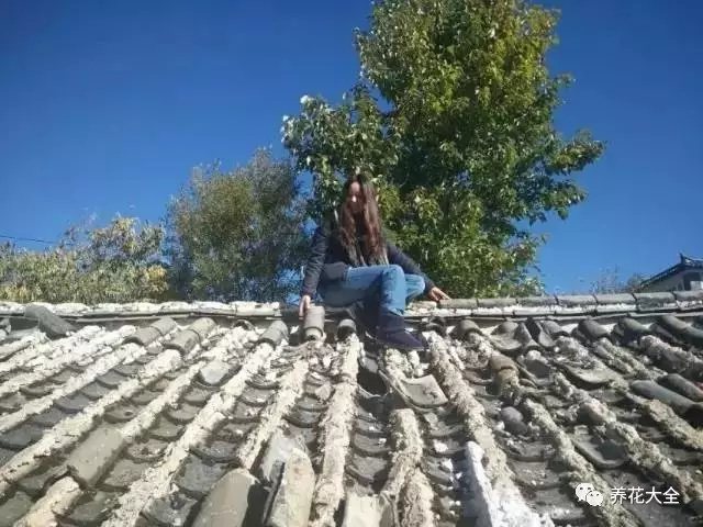  可能太久沒有修理，屋頂?shù)耐咂呀?jīng)破損不堪，她便自己爬上去清理?yè)Q新。