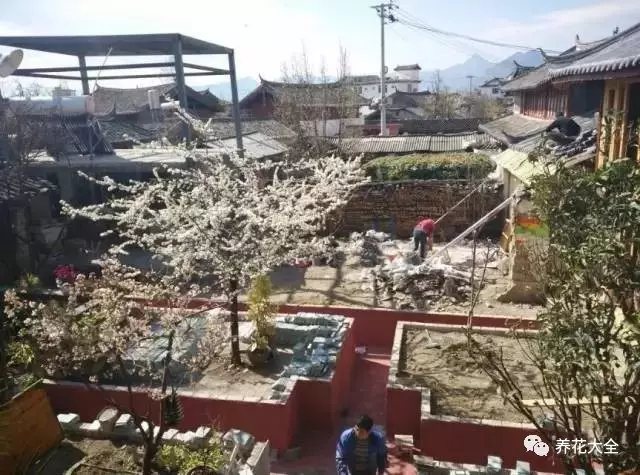 處理完屋頂，就輪到地面了。清理掉院中的碎石板，鋪上層層土壤，撒下花種，栽上果樹。